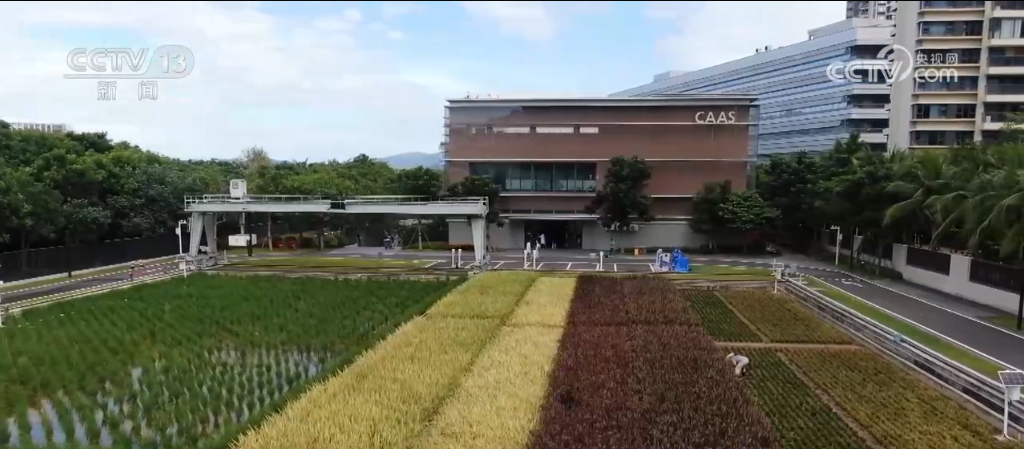 处不在 “大国粮仓”装满科技“密码”k8凯发马竞赞助从育种到收割 科技无(图7)